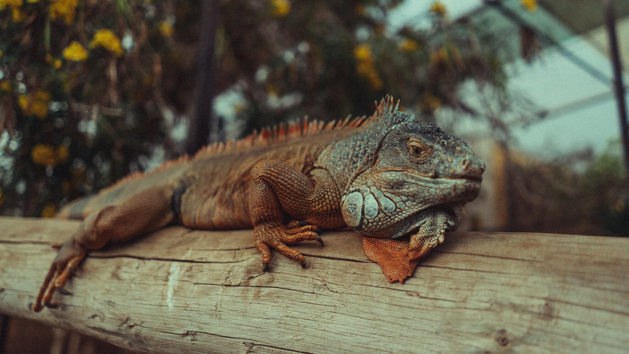 Teneryfa-03950-20220128-14-27-49_r5